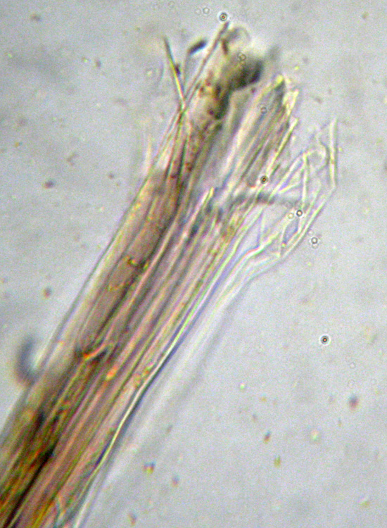 Mycena dal lungo gambo con micro delle spore